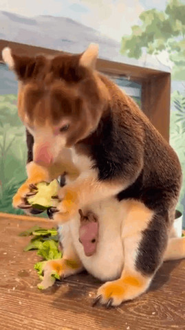 Pouch baby