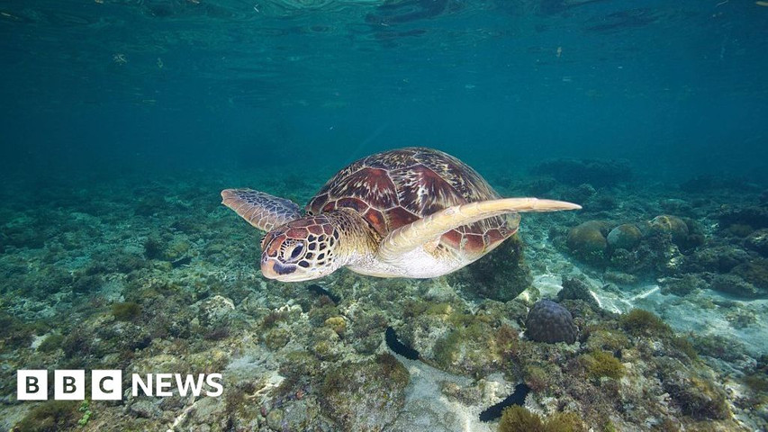 Philippines: Three dead and dozens sick after eating sea turtle stew