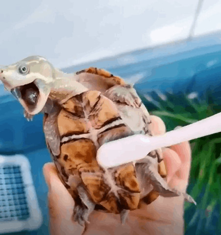 Cleaning little turtle