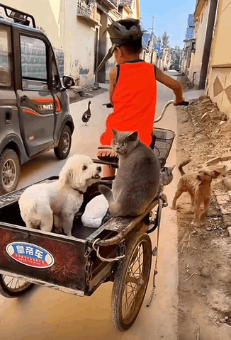 Animals ride