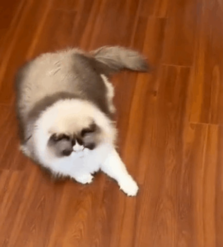 Cat favorite toy