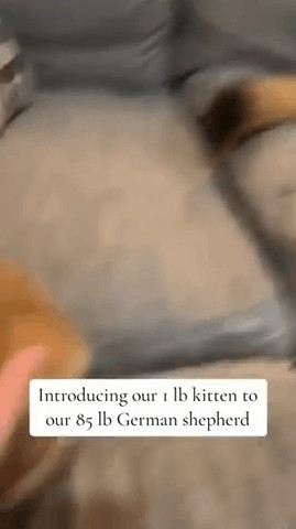 jealous cat