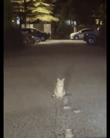 street fighting cat