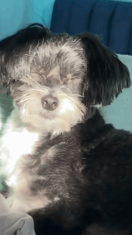 cute dog