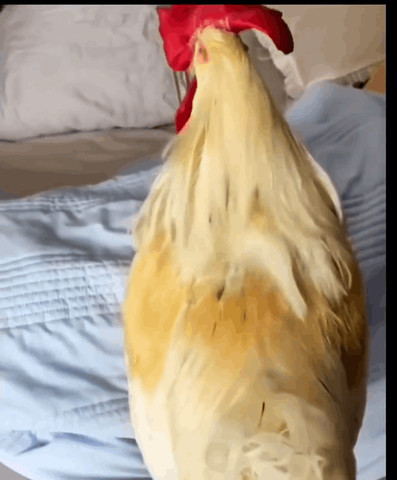 live hen alarm