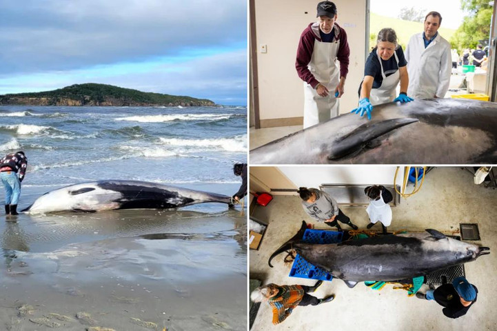 Scientists dissect world’s rarest whale, reveal cause of death and more ‘remarkable’ findings