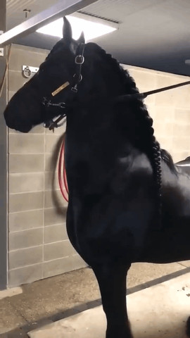 Black color shine beautifully