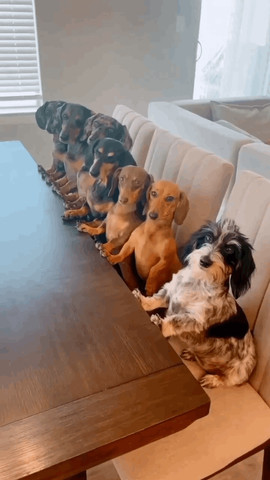 Family dinner time