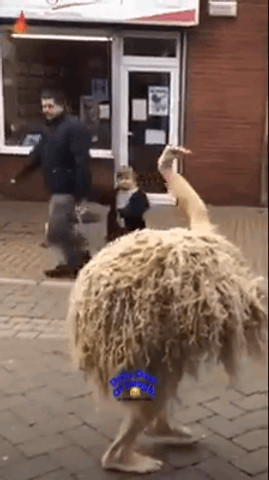 first i thought its a ostrich