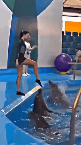talented animal