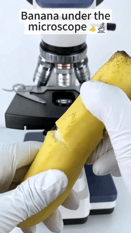 Banana under the microscope