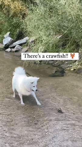 There is a crawfish