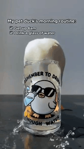 My pet duck morning routine