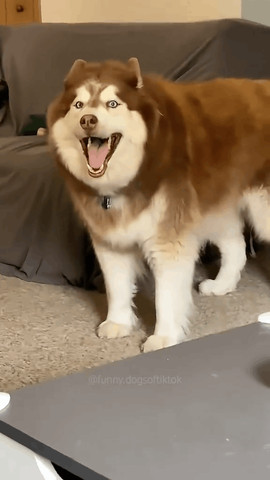 Funny dog competition