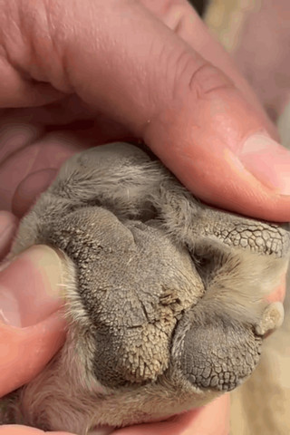 Hydrate the paw pads