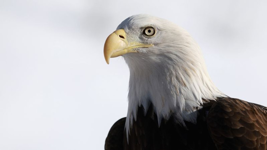 Biden signs a bill officially making the bald eagle the national bird of the US | CNN Politics
