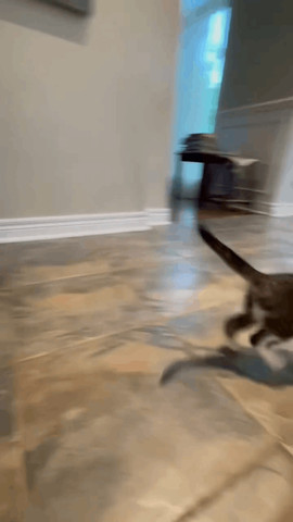 Try to become rabbit
