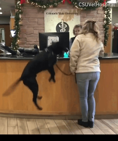 Excited dog