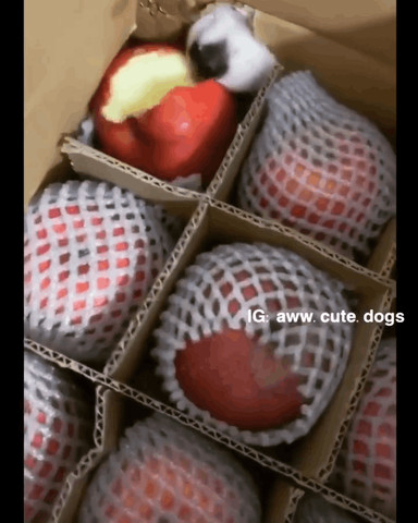 Apple thief