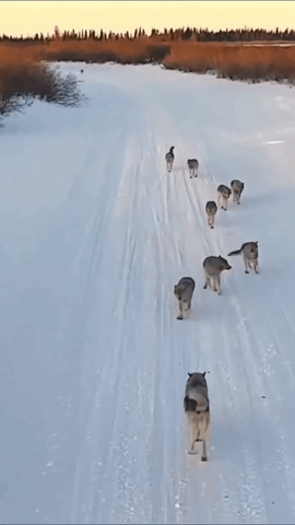 Dog or wolf