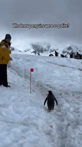 Penguin boarder