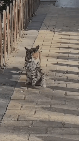 Mother cat