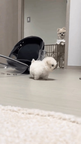 Puppy carrier