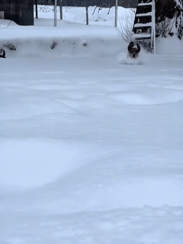 Enjoying snow