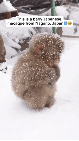 Japanese macaque