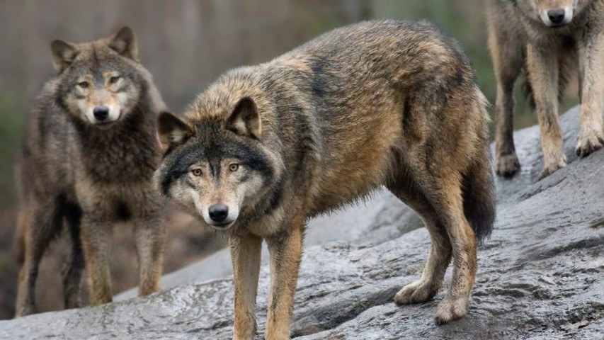 Sweden allows nearly 10% of wolf population to be killed. The government wants an even more drastic cull | CNN