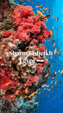 Sharm Elsheikh Egypt