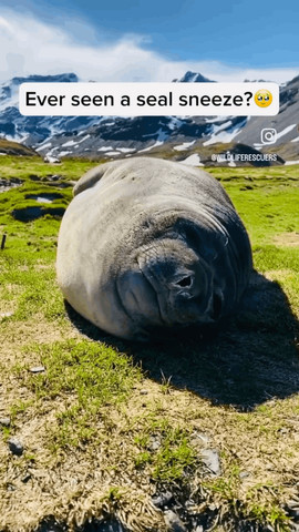 Seal sneeze