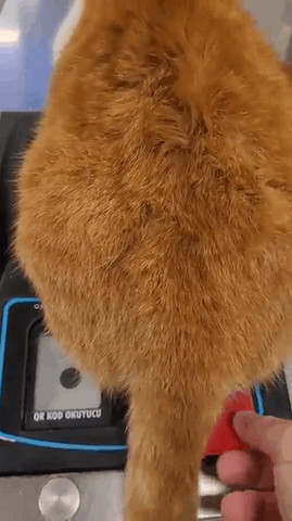 Cat scanning