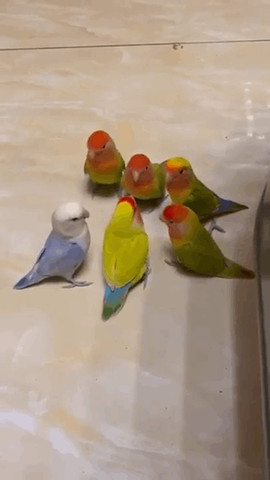 Parrots meeting