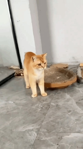 Food stealer