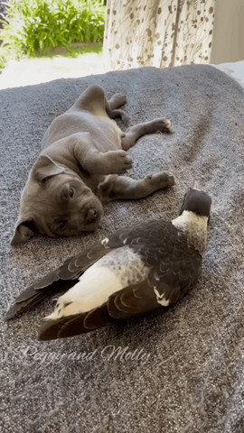 pigeon with pug