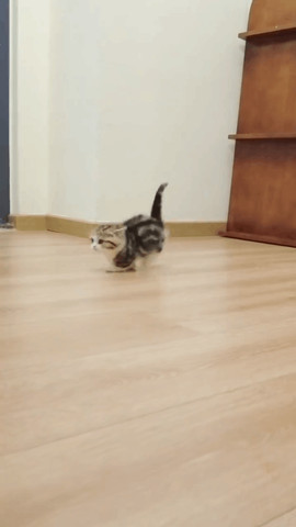 Happy kitty
