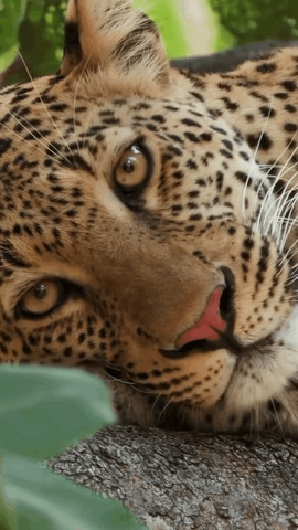 Killer tiger look