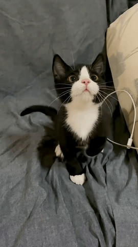 Dancing cat