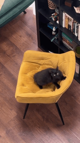 Cat roaming