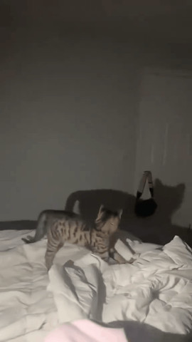 Kitty playing with shadow