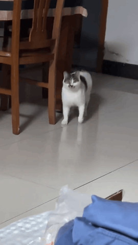 Cat craziness