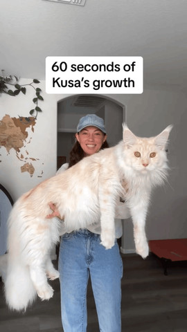 Kitten to king