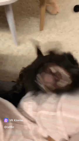 Gremlin dog