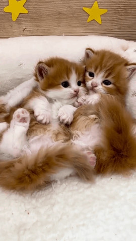 Innocent kitty