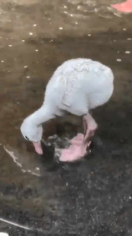 Baby flamingo
