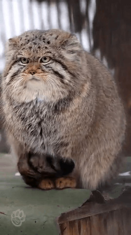 Beautiful specie of cat