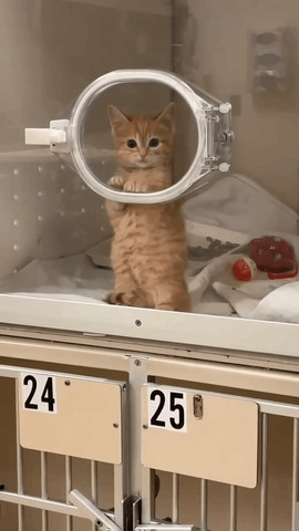Mirror house of kitty