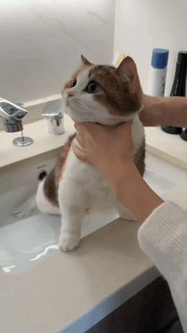 Kitty bath time