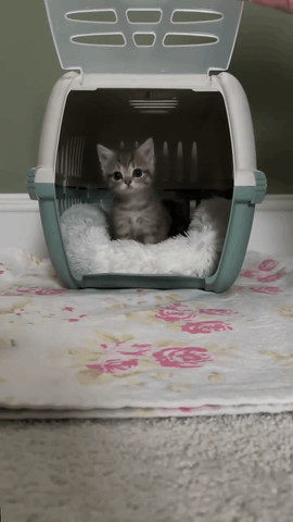 Kitty cage